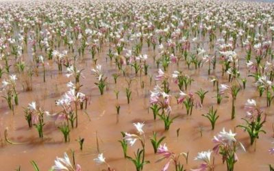 Pregare con un fiore